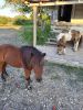Mini horses