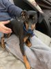 Miniature Pinscher Puppies