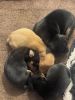 Min pin pups for sale