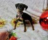 Male and female Miniature Pinscher Puppies available