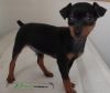 Pedigree Miniature Pinscher Puppies Available Now