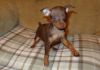 Healthy Potty Trained Miniature Pinscher Puppies