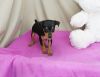 Adorable Miniature Pinscher puppies for sale