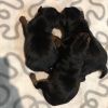 Miniature Pinscher Puppies for Sale