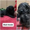 Beautiful miniature poodle puppies for sale.
