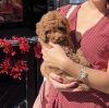 8 Week Old Ruby Miniature Poodle
