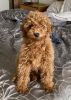 Red Miniature Full Breed Poodle For Sale
