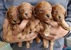 Miniature toy poodles