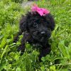 Lily - Loving Miniature Poodle