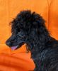 Alfie - Adorable Miniature Poodle