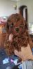 Mini red poodle pups