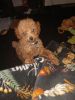Cute Toy Poodle male aprocot 3 mo old