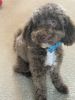 Adorably Energetic Miniature Poodle For Rehoming