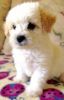 Very cute Miniature Poodle puppy