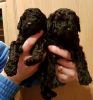Gorgeous Pra Clear Miniature Poodle Puppies