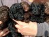 5 Fully Health Tested Miniature Poodle Puppies.