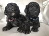 Gorgeous Black Male Kc Reg Mini Poodles Avail May