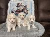 Christmas miniature poodle puppies