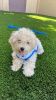 Very Cute Toy/Mini Poodle