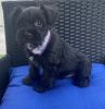 Miniature Schnauzer 8 weeks ready for new home