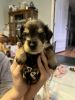 9 miniature schnauzer puppies available