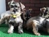 Mini Schnauzer Puppies
