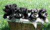 miniature schnauzer puppies now ready