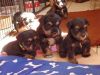 Beautiful black n silver mini schnauzer puppies