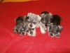 Stunning Miniature Schnauzer Puppies Ready