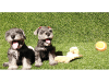 Mini Schnauzer Puppies