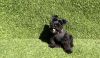 Black Male Mini Schnauzer Puppy