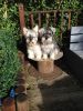 Miniature Schnauzer Puppies Ready 25july 2017