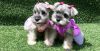 Female Mini Schnauzer Puppies