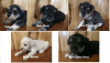 Registered miniature schnauzer puppies