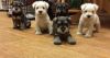 Gorgeous Miniature Schnauzer Puppies Ready