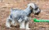 Beautiful Miniature Schnauzer Puppies