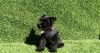 Male Black Mini Schnauzer Puppy