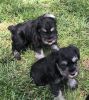 AKC Miniature Schnauzer Puppies