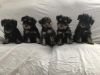DCVFG Adorable Male and Female miniature schnauzer puppies For adopti
