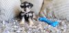 Black and Silver Male Mini Schnauzer Puppy