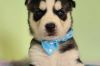 Siberian Husky Puppy For Sale ( KC Registered ) in