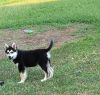 Husky/German Shepherd puppy