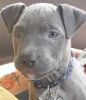 Blue Nose pit bull puppy