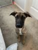 4 month old Huskita/Plotthound mix looking for a loving home