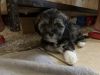 Puppy for sale Shih tzu/ Yorkie