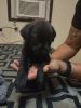 Lab Pitt mix puppies for sale