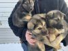 Siberian husky/German shepherd puppies