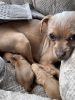 New baby chihuahua/yorkie Puppies