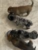 Great Dane/Bernadoodle Puppies