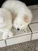 Samoyed/Sheltie puppies for sale!!